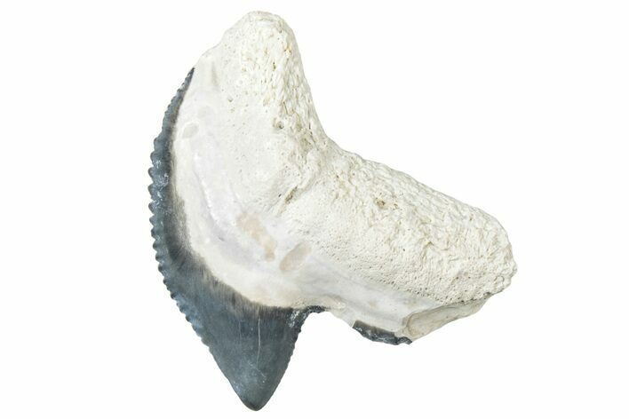 Fossil Tiger Shark (Galeocerdo) Tooth - Bone Valley, Florida #299607